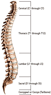 spinal_column_illus001.png