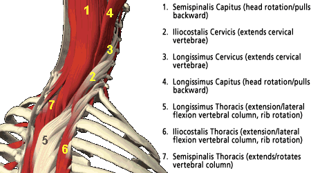 cervical region muscles