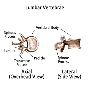 vertebrae_lumbar_superior_lateral_illus16.png